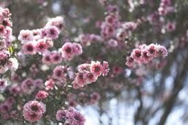 Manuka Flower