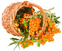 Sea Buckthorn Berry