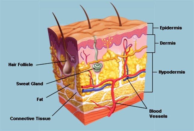 Emu Oil For Skin - Layers and Components